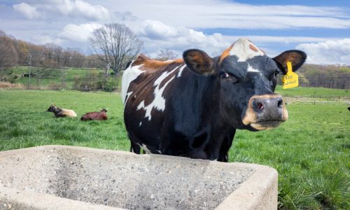 Steak from dairy cows? It could be a lifeline for American farmers