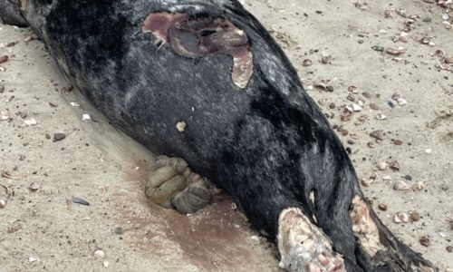 Dead seals with shark bites found along Cape Cod: ‘Be aware of the sharks’ presence in the shallow waters’