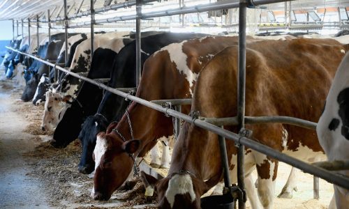 Clues from bird flu’s ground zero on dairy farms in the Texas panhandle