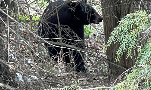 Massachusetts police officers tranquilize bear in busy area: ‘Bears are definitely out and active’