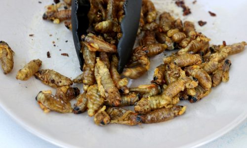 You may not be able to escape cicadas — but you can eat them
