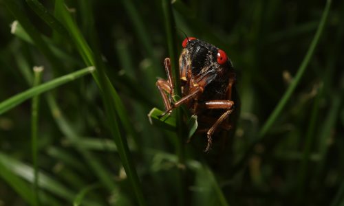 The bugs are coming! If a cicada invasion sounds familiar, thank Hollywood