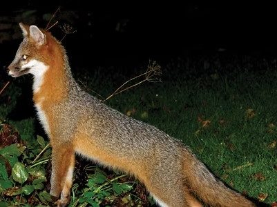 After rabid fox bites 4-year-old girl, her mother holds down fox before police officers kill animal