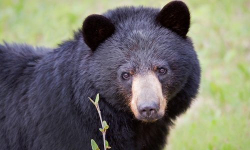 Forest Service imposes controversial food storage rules in Boundary Waters