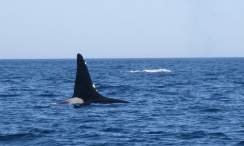 Orca spotted off Cape Cod. Will killer whales attack local white sharks? ‘Time will tell’