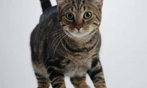 New treatment offers hope to cats with FIP