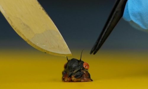 Collecting sex-crazed zombie cicadas on speed: Scientists track a bug-controlling super-sized fungus