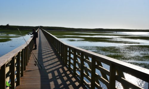 Sandwich Boardwalk is Cape Cod’s must-visit nature escape