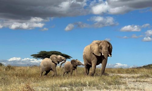 African elephants call each other by unique names, new study shows