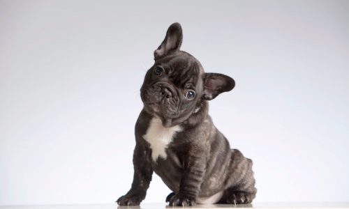 Summer’s prime time for heat stroke in dogs