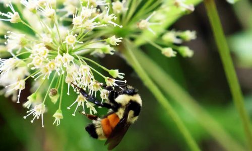 Volunteers are needed for statewide Minnesota bumble bee survey