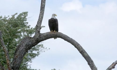 Did you know the bald eagle is not the country’s official bird? A Minnesota effort aims to change that