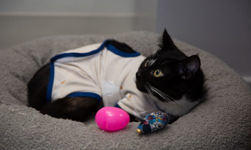 Injured Harding the cat is healing thanks to a community of helpers