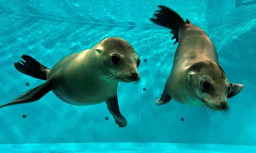 Two new sea lions join Minnesota Zoo