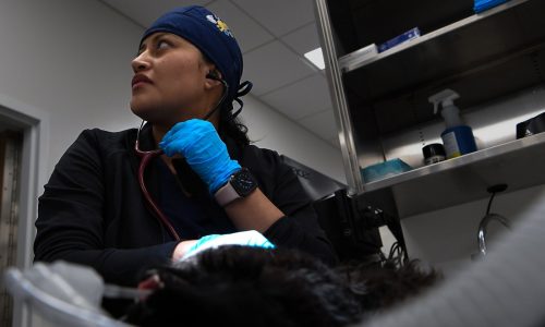 As veterinary costs rise, people wrestle with high price of caring for pets