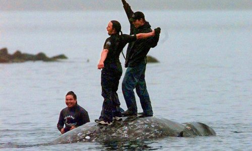 Washington state’s Makah tribe clears major hurdle toward resuming whale hunts