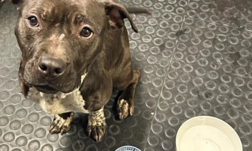 Malnourished dog found at Blue Hills Reservation, Massachusetts State Police report