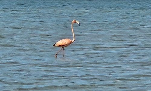 A flamingo was spotted at a Cape Cod beach: ‘That’s crazy… Definitely a rare event’