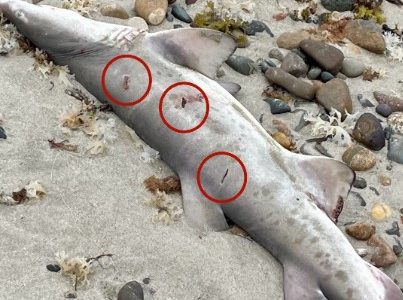 A shark was reportedly stabbed by a fisherman and left on a Massachusetts beach: ‘Be aware these protected sharks are out here’