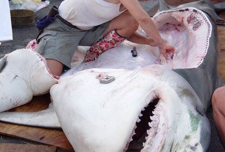 Tiger shark washes up on Nantucket; Atlantic White Shark Conservancy reports new detection data