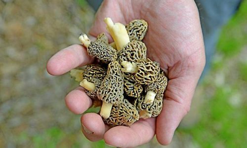 Amid bumper crop of wild mushrooms, Midwest sees surge in calls to poison control centers