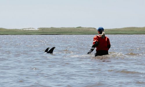 Rescuers respond after dolphin stranding 