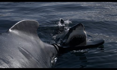Shark Week is back: ‘Bigger and Bloodier’
