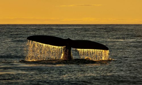 ‘Sea Change: Gulf of Maine’ explores ocean warming off N.E.