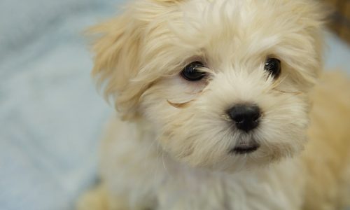 Maltipoo copes with congenital issues