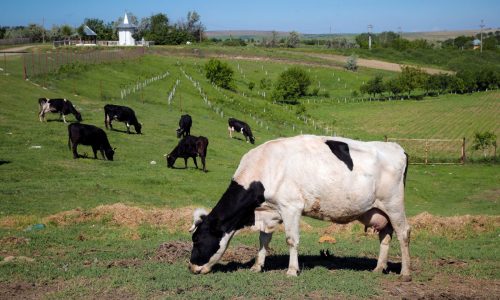 Moore: Cows next on climate change hit list