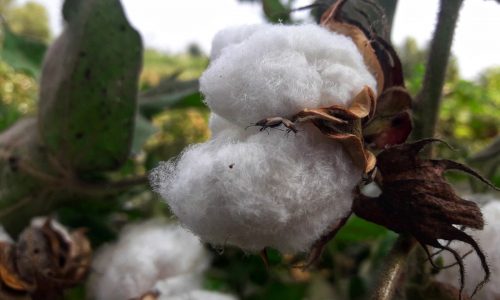 Cargill, Target partner on cotton-tracing technology to avoid forced-labor sourcing