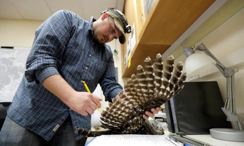 To save spotted owls, US officials plan to kill hundreds of thousands of another owl species