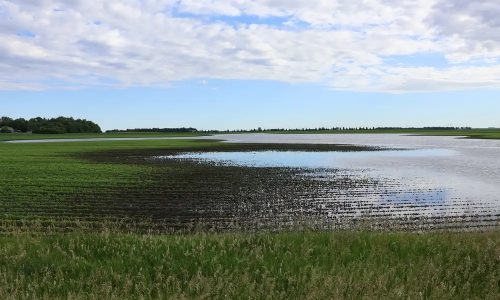 Latest flood damage: Minnesota’s soybean crop?