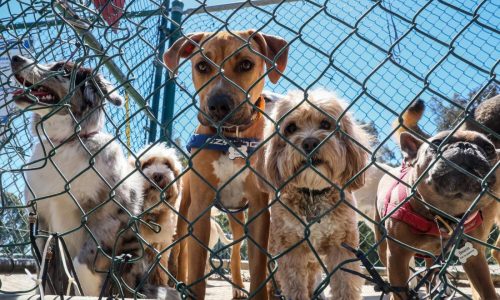 Adopting a dog? It helps to do some homework first