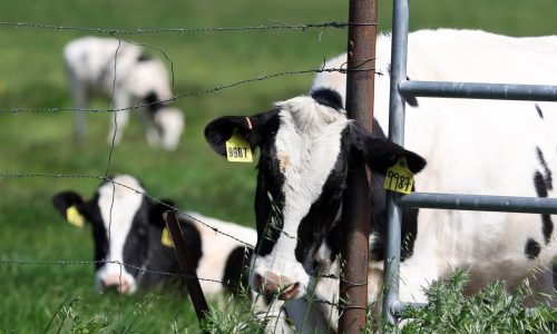 As bird flu spreads on dairy farms, an ‘abysmal’ few workers are tested