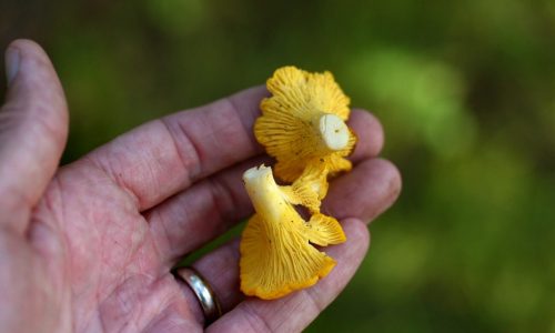 A wet summer can mean more mushrooms — and increased odds of eating the wrong ones