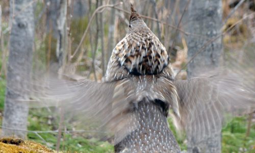 Grouse drumming up again, but downpours in June likely hurt young chicks