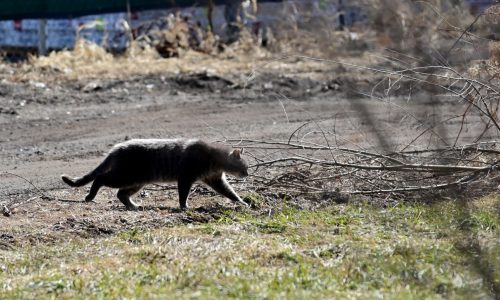 Cat rescue groups seek donations after Animal Humane Society stops free sterilization