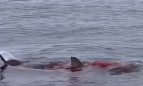 Shark at Nantucket beach spotted devouring seal close to shore: ‘Beachgoers should never swim near seals’