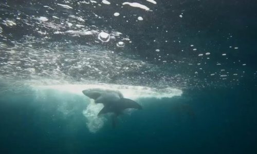 Cape Cod shark researchers take center stage in National Geographic show: ‘That was so incredible!’