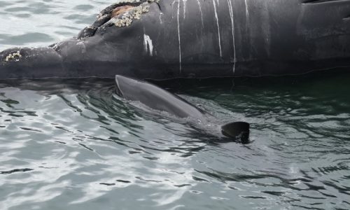 Sharks spotted feasting on dead whale in Cape Cod Bay: ‘Something I have never seen before’