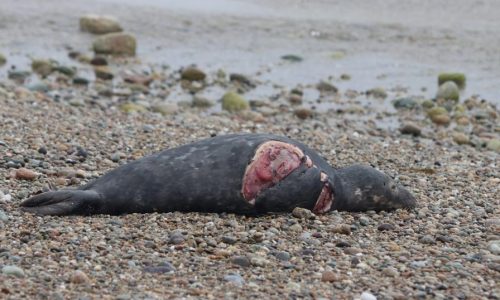 White shark in Cape Cod Bay bites seal that washes up on Massachusetts beach and dies: ‘Keep an eye out for seals in the water’