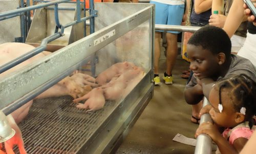 Avian influenza concerns means new policies for lactating cattle at Minnesota State Fair