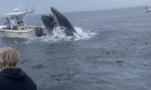 Whale breaches onto boat off New Hampshire, tossing fishermen into the water: ‘Completely unreal’