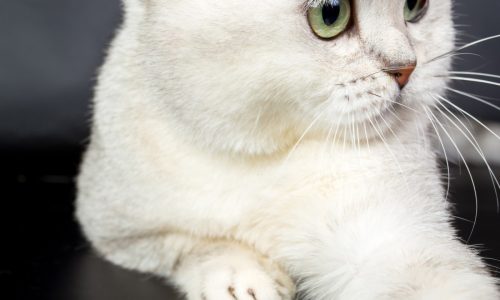 Cat copes with kitten, thyroid issues