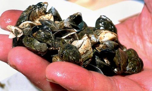 Zebra mussels found in Lake Byllesby, Minnesota DNR says