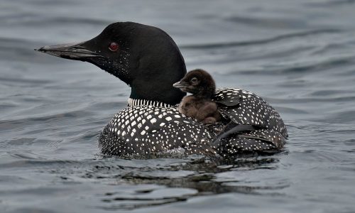 Klobuchar, Smith seek funding to build new National Loon Center in Crosslake