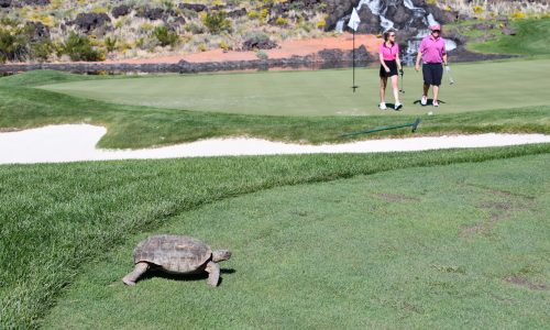 Tee Thursday: Walking a course offers perspective