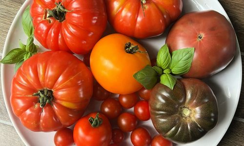 Terrific summer tomato recipes from burrata to bruschetta