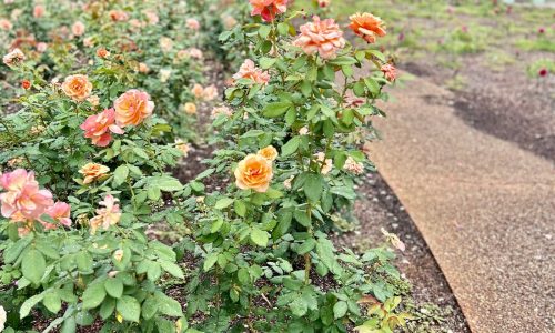 Visiting Orlando? Here are 7 great hidden gems to explore